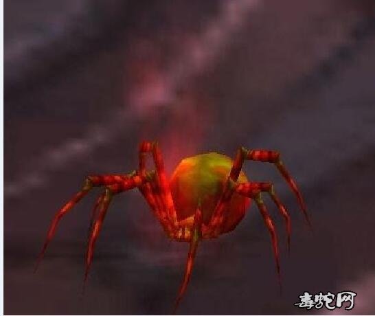 血蜘蛛的图片7