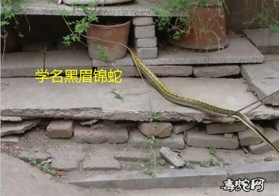 济宁居民楼里惊现黄花蛇!民警立刻出击将它擒获!