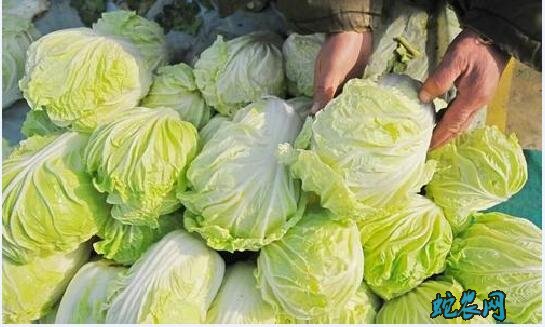 大白菜价格、2020年大白菜多少钱一斤?