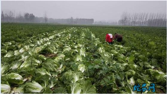 大白菜价格、2020年大白菜多少钱一斤?