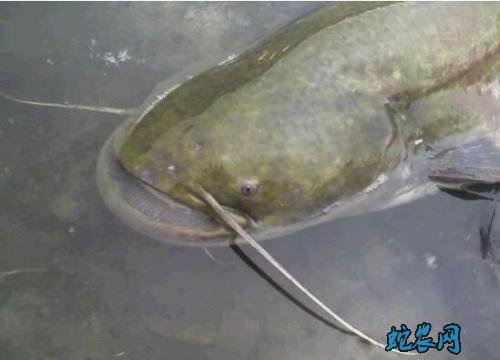 2020年4月9日鲶鱼价格行情、今日鲶鱼多少钱一斤?
