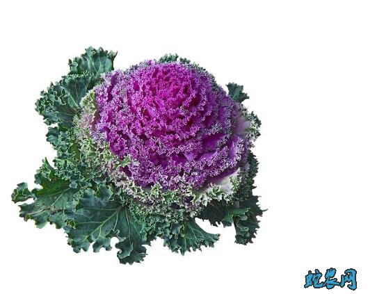 羽衣甘蓝图片8
