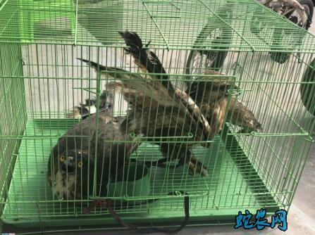 四川一养蛇户存大量猪肺蛇却不吃怎么回事?