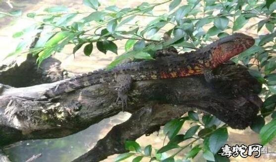 蜥蜴种类:蛇蜴亚目之鳄蜥科品种大全【图文解说】