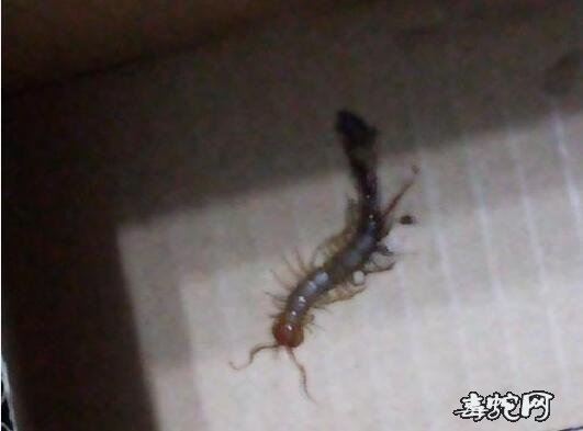 家里有蜈蚣怎么办?小窍门根除蜈蚣!