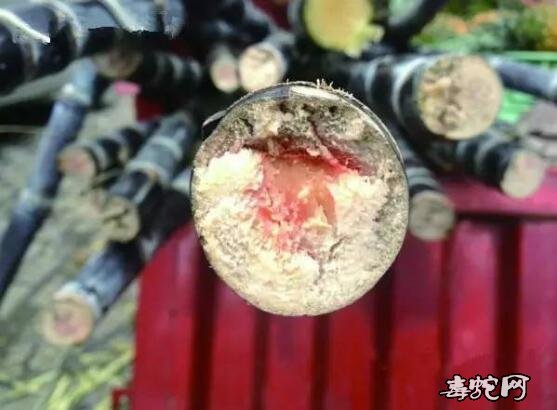 清明甘蔗“毒”过蛇!霉变甘蔗不可食是真的吗?