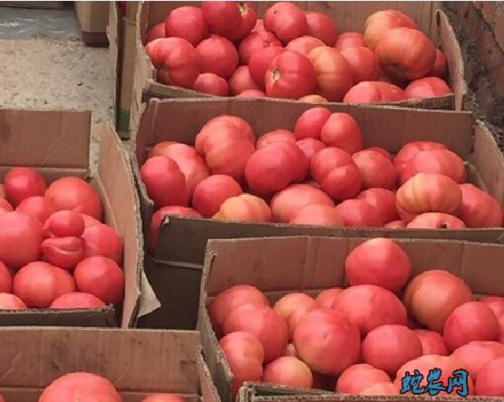 西红柿价格