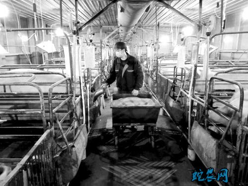 江苏省政府部署加快恢复生猪生产工作