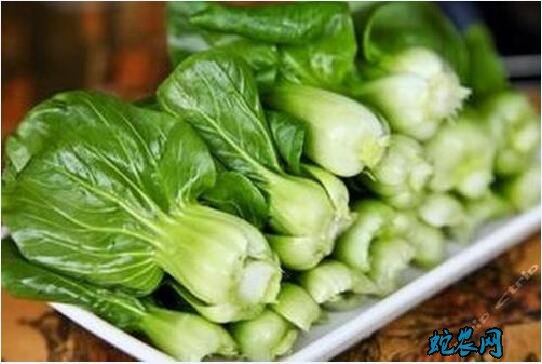 常见青菜