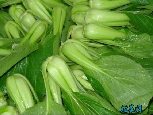 常见青菜