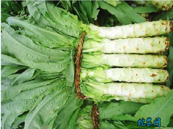 常见青菜