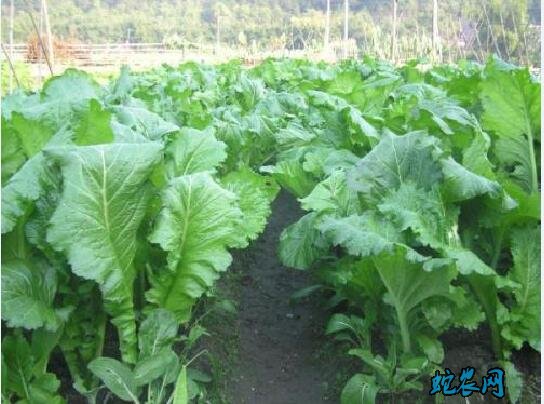 常见青菜