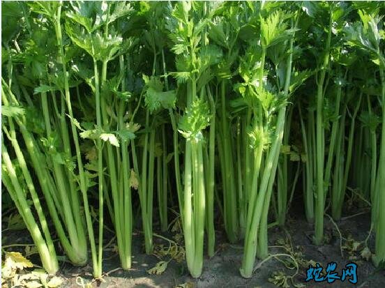常见青菜