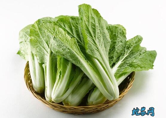 什么是青菜？常说的青菜有那些？
