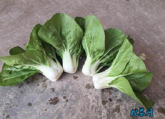 什么是青菜？常说的青菜有那些？