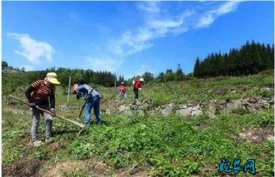 何首乌种植方法