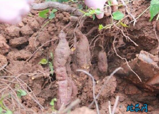 何首乌种植方法