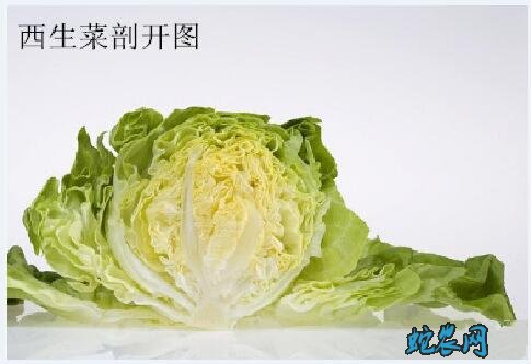 西生菜和卷心菜区别图