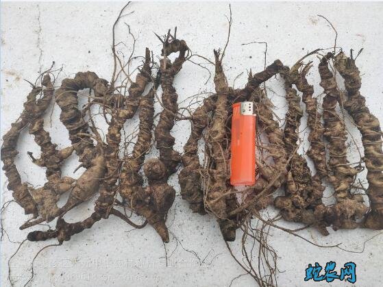 野三七长什么样?功效与作用有哪些?