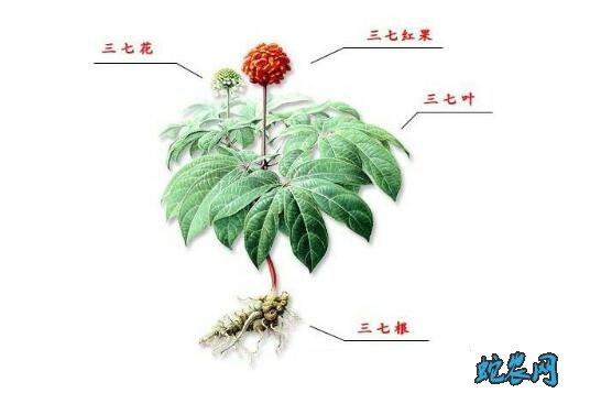 野三七长什么样?功效与作用有哪些?