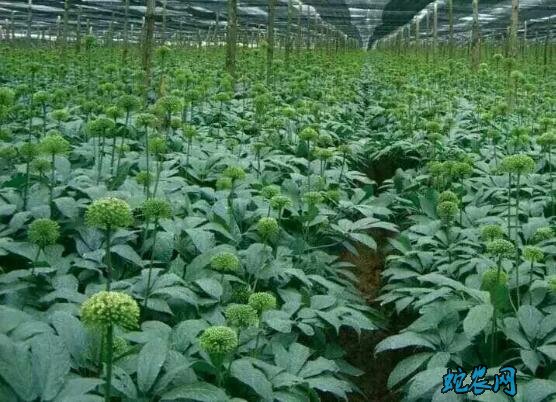 野三七长什么样?功效与作用有哪些?