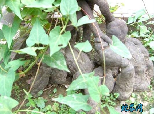 何首乌种植条件?何首乌怎么种?