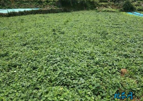 何首乌种植条件?何首乌怎么种?