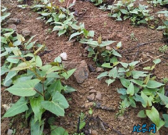 何首乌种植条件?何首乌怎么种?