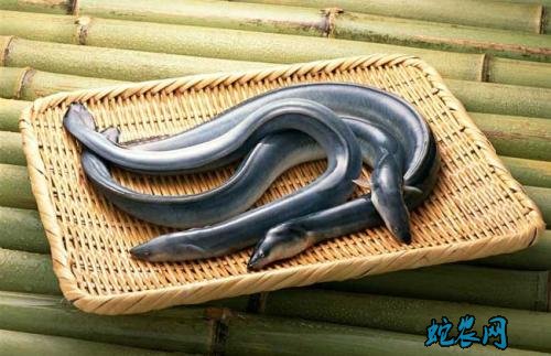 2020年4月14日鳗鱼价格行情、今日鳗鱼多少钱一斤?