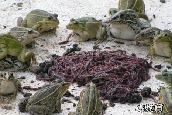 青蛙吃什么