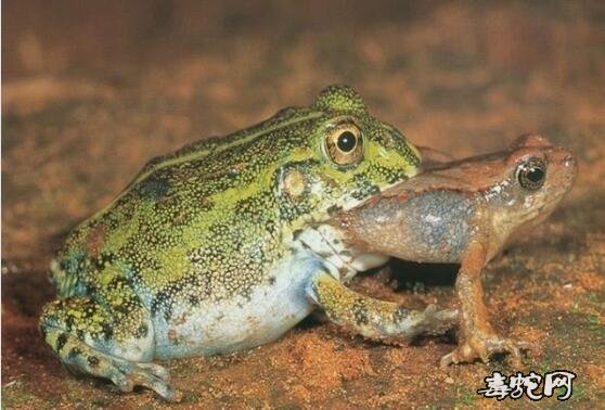 青蛙吃什么