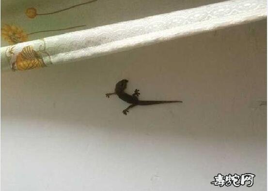 梦见壁虎在墙上爬是什么意思?预示着什么?