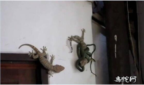 梦见壁虎在墙上爬是什么意思?预示着什么?