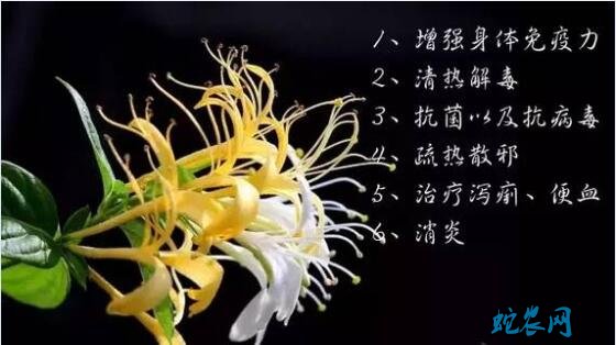 金银花的功效与禁忌有哪些?