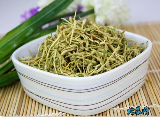 金银花的功效与禁忌有哪些?