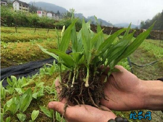 白芨种植知识要点及病虫害防治