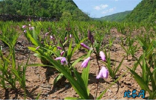 白芨种植知识要点及病虫害防治