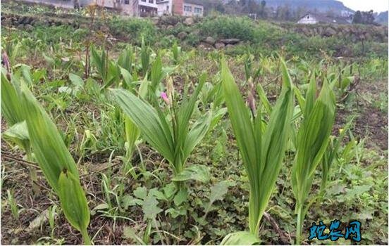 白芨种植知识要点及病虫害防治