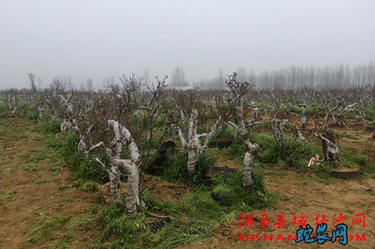 河南特色农业助力贫困群众增收