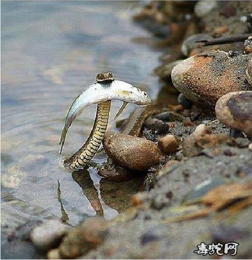 大自然生存法则!蛇吃鱼、猛禽吃蛇图片欣赏!