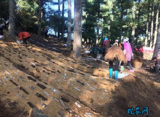 天麻怎样种植?天麻仿野生栽培技术要点分享!