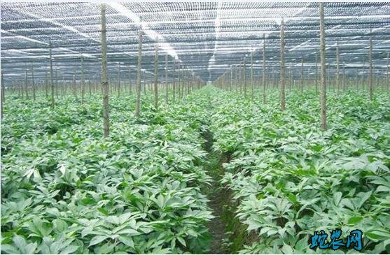 天麻怎样种植?天麻仿野生栽培技术要点分享!