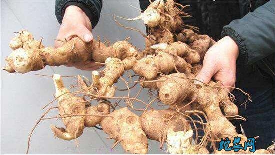 黄精的种植、种植黄精哪个品种好