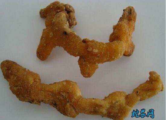 黄精的种植、种植黄精哪个品种好