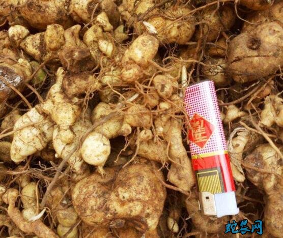 黄精的种植、种植黄精哪个品种好
