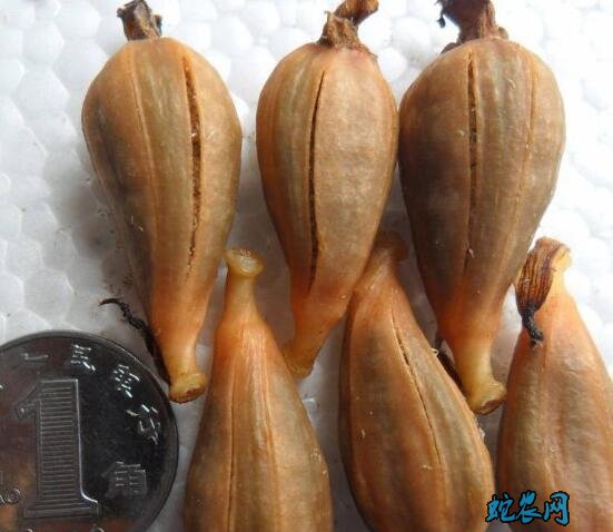 天麻种、哪里有天麻种子出售