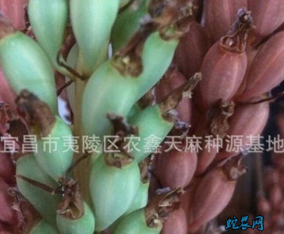 天麻种、哪里有天麻种子出售