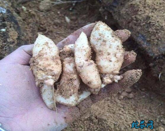 天麻种、哪里有天麻种子出售