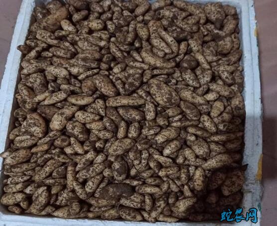 天麻种、哪里有天麻种子出售