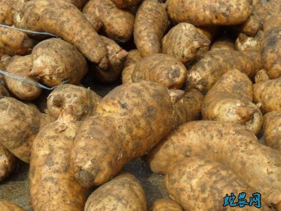 天麻种、哪里有天麻种子出售